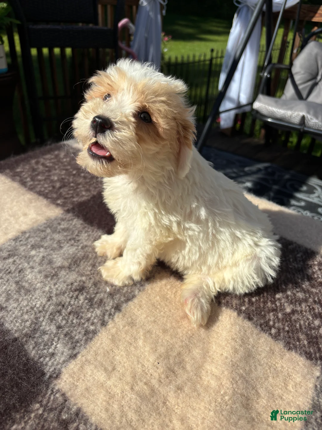 Schnoodle dogs for sale: Schnoodle 1 - Ad 1