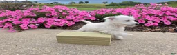 West Highland Terrier dogs for sale: Parker - Ad 8