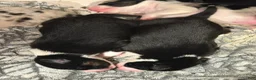 Border Collie dogs for sale: Aspen - Ad 3
