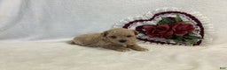 Maltipoo dogs for sale: Crunchy  - Ad 6