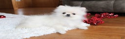 Pomeranian dogs for sale: Teacup Tony - Ad 11