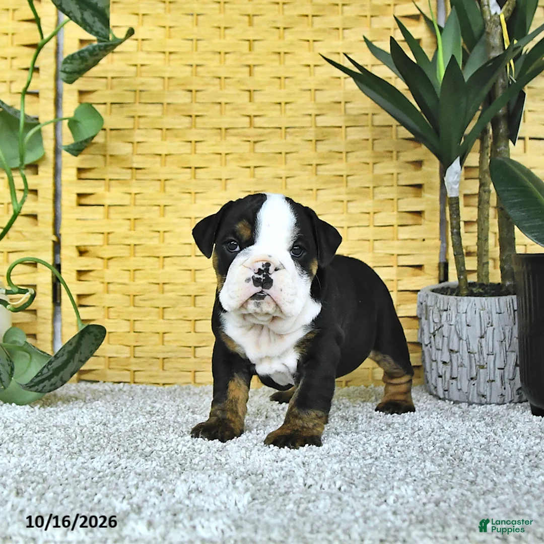 English Bulldog dogs for sale: Annie - Ad 2