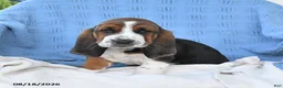 Basset Hound dogs for sale: Charles - Ad 4