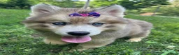 Siberian Husky dogs for sale: RISA - Ad 27