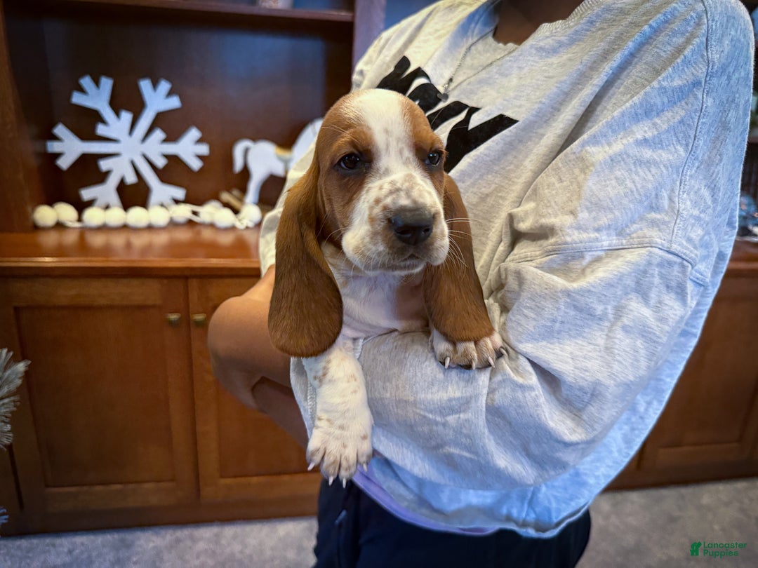Basset Hound dogs for sale: Sparkles - Ad 1