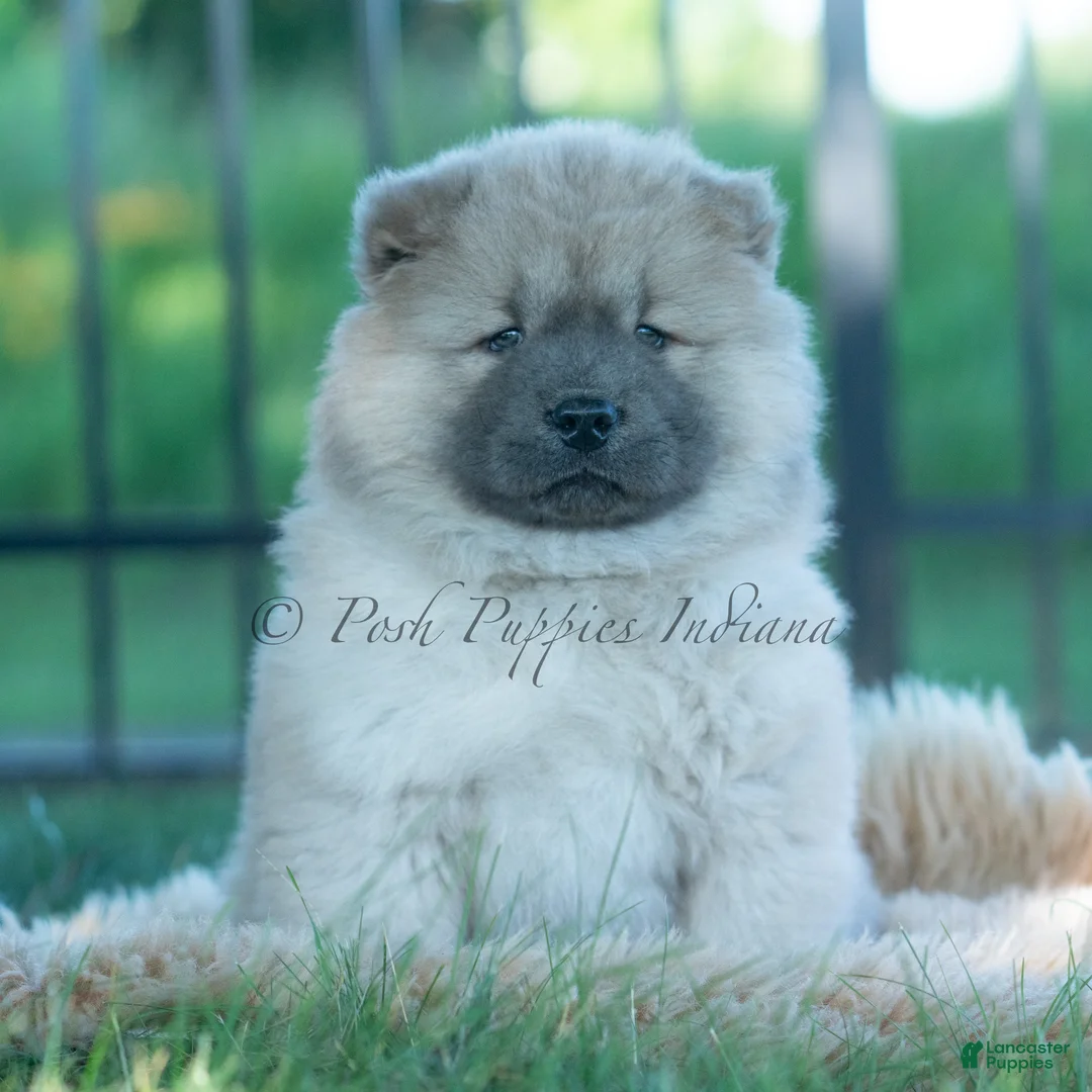 Chow Chow dogs for sale: Vision - Ad 5