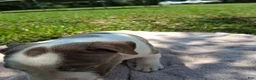 American Bully dogs for sale: American Bully 5 - Ad 6
