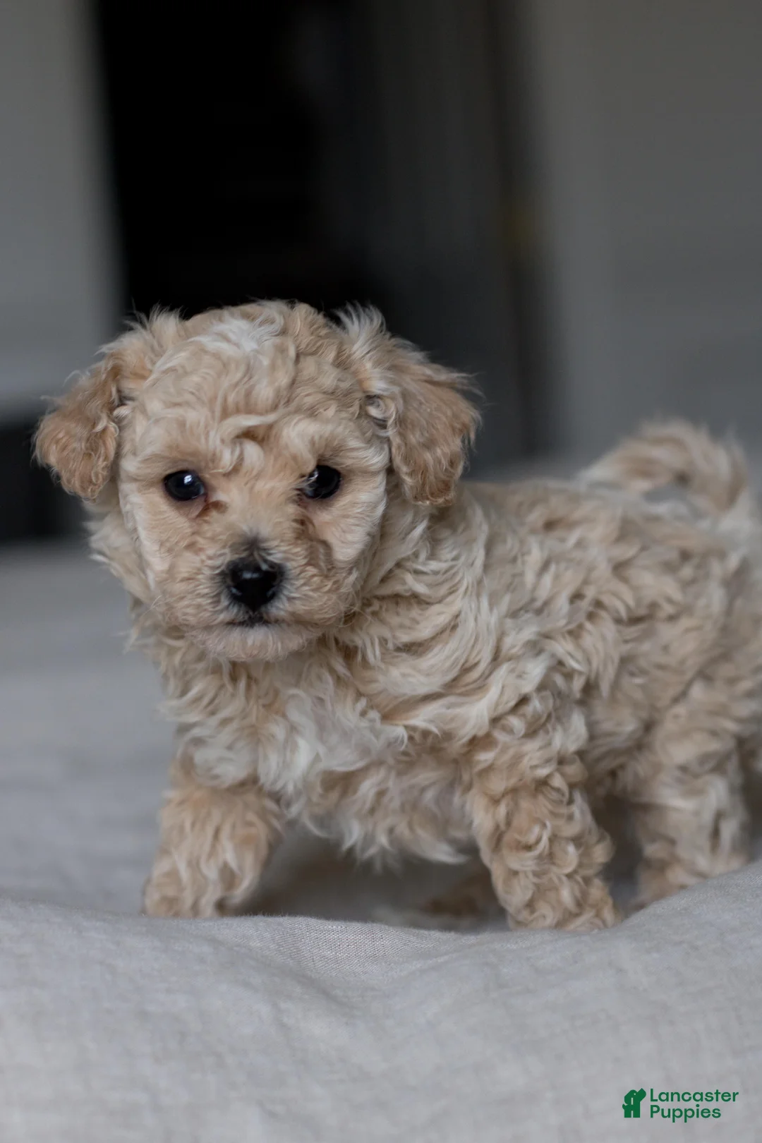 Bichpoo dogs for sale: Beau - Ad 1