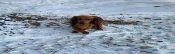 Miniature Dachshund dogs for sale: Spice - Ad 14