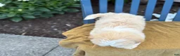 Shih Tzu dogs for sale: Hank - Ad 7