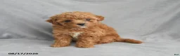 Bichpoo dogs for sale: Zoey - Ad 7