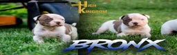 American Bulldog dogs for sale: Bronx - Ad 1