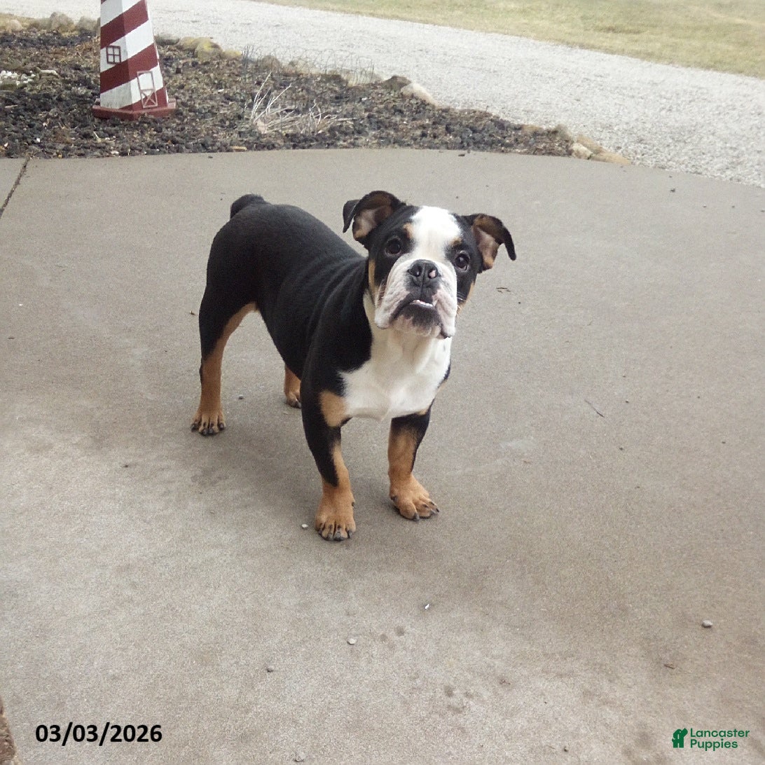 English Bulldog dogs Reuben - Ad 1