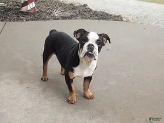 English Bulldog dogs for sale: Reuben - Ad 3