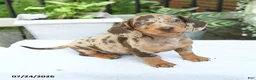 Miniature Dachshund dogs for sale: Dahlia - Ad 3