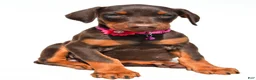 Doberman Pinscher dogs for sale: Heidi - Ad 7