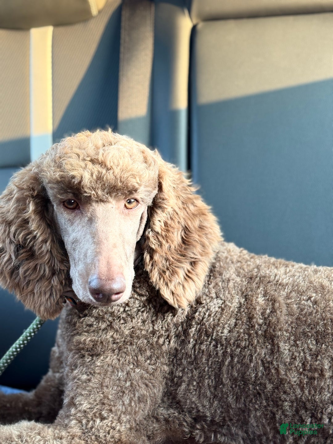 Goldendoodle dogs for sale: Mocha - Ad 9