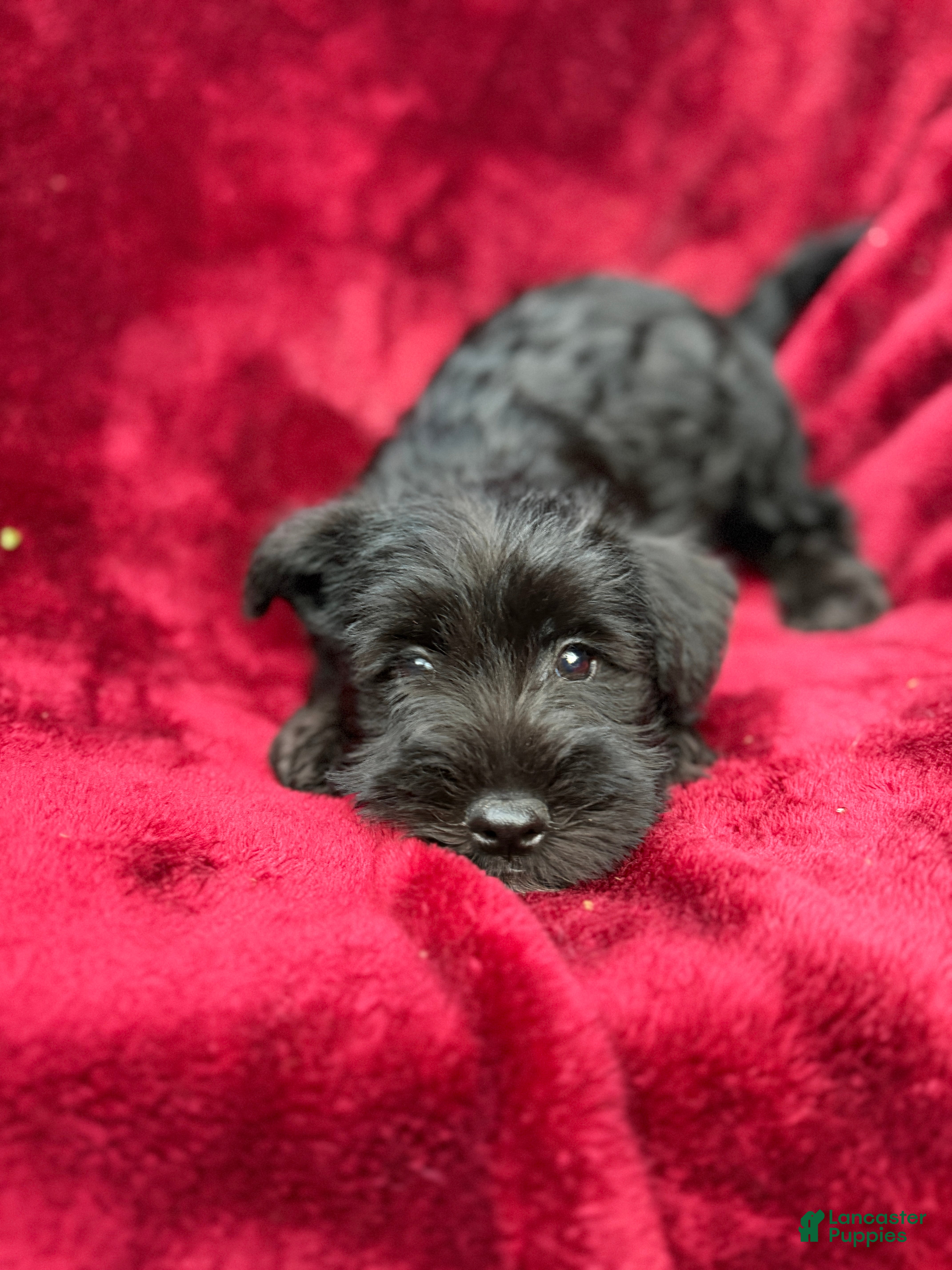 Miniature Schnauzer dogs Miniature Schnauzer 1 - Ad 2