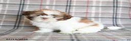 Shih Tzu dogs for sale: Stella - Ad 2