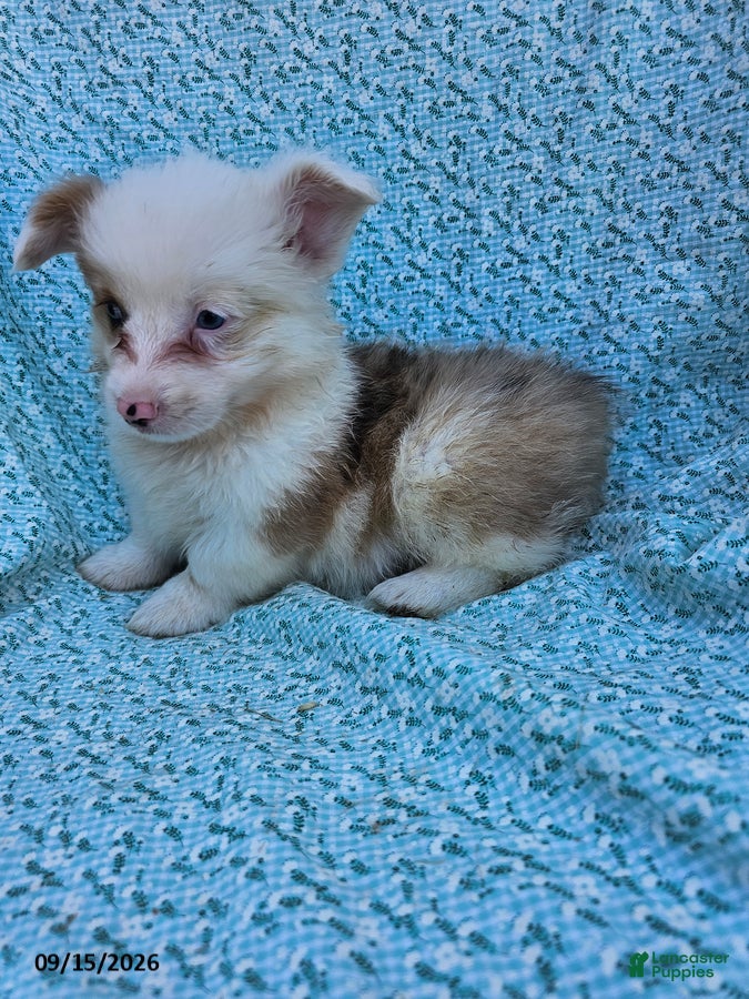 Welsh Corgi Pembroke dogs Sally - Ad 2
