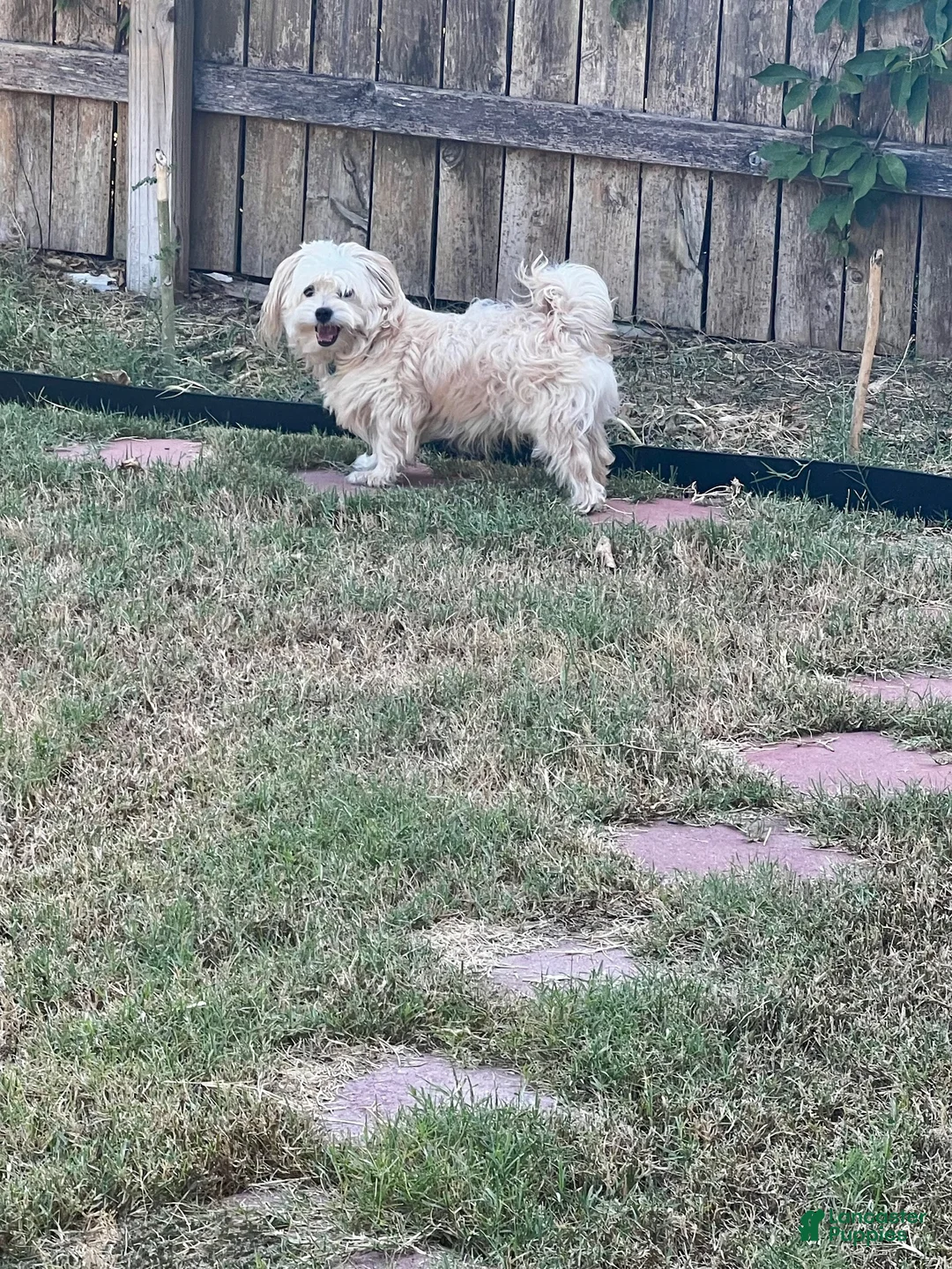 Maltipoo dogs for sale: Jack - Ad 2