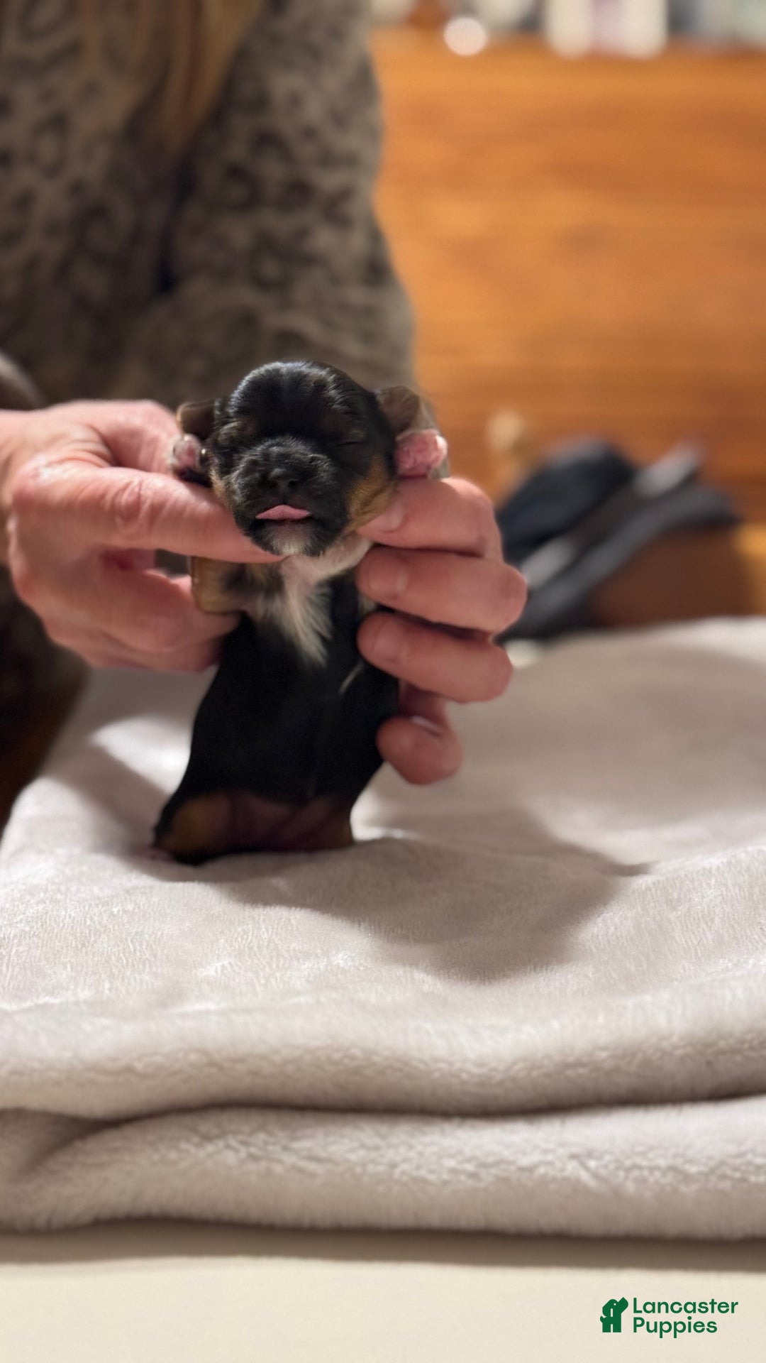 Mixed Breed dogs for sale: Aylee - Ad 4