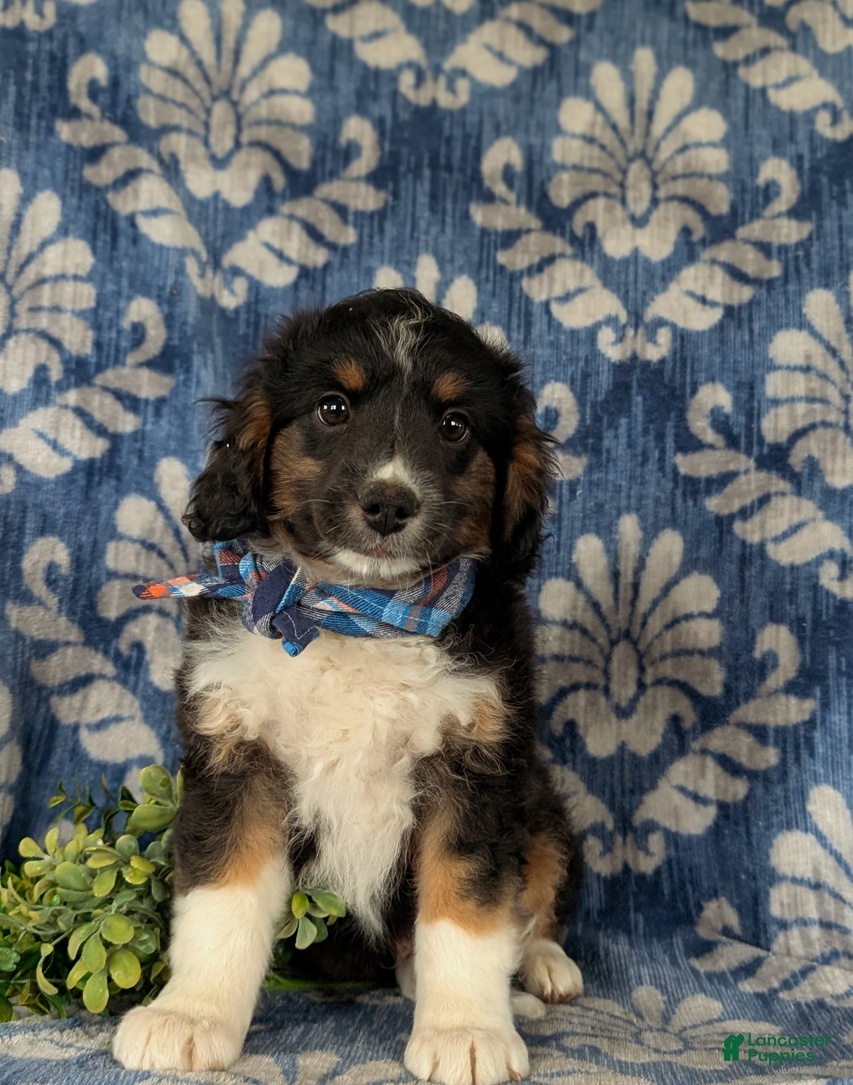 Mini Aussiedoodle dogs Karl - Ad 2