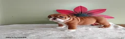 English Bulldog dogs for sale: Karol - Ad 2