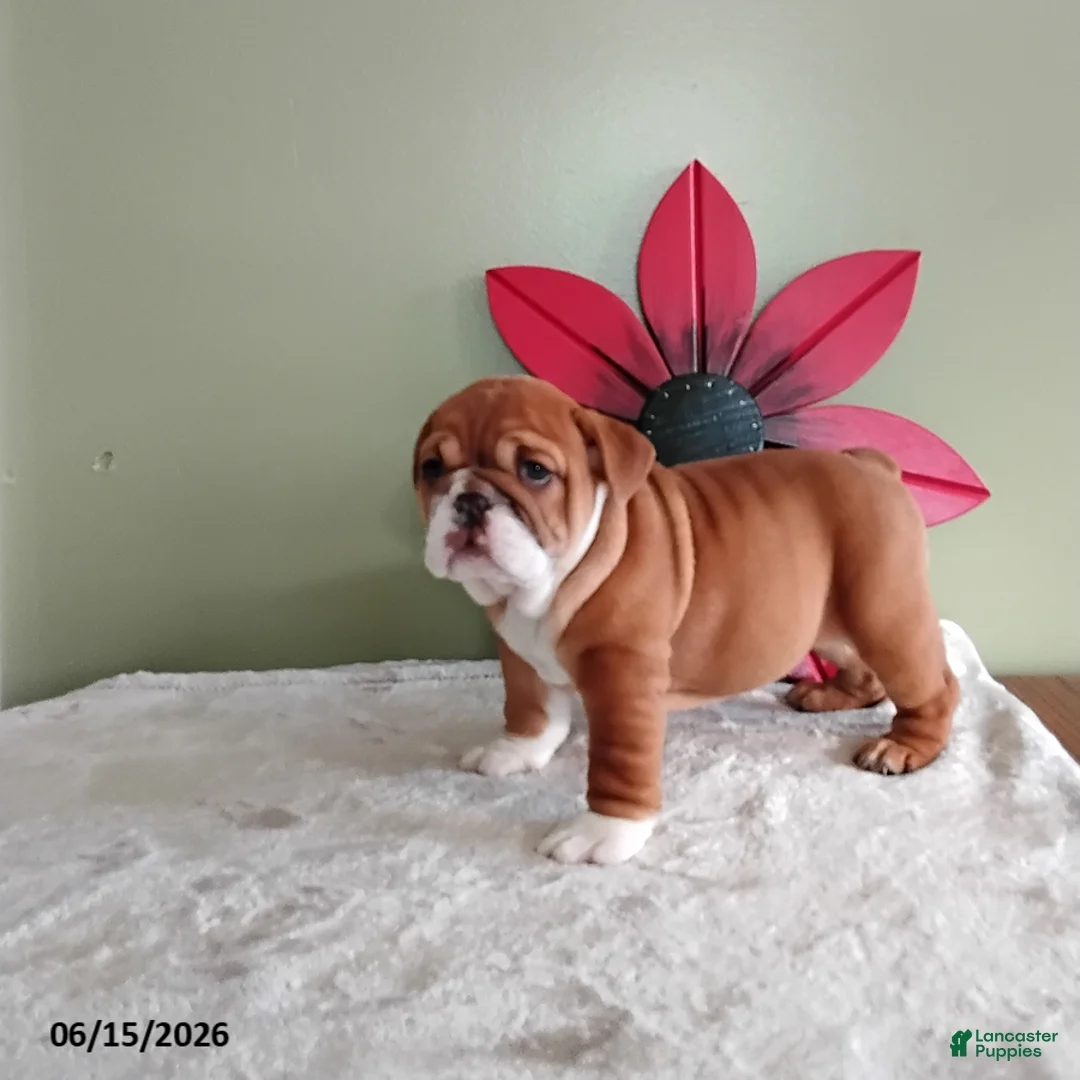 English Bulldog dogs for sale: Karol - Ad 2