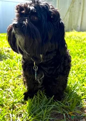 Otis