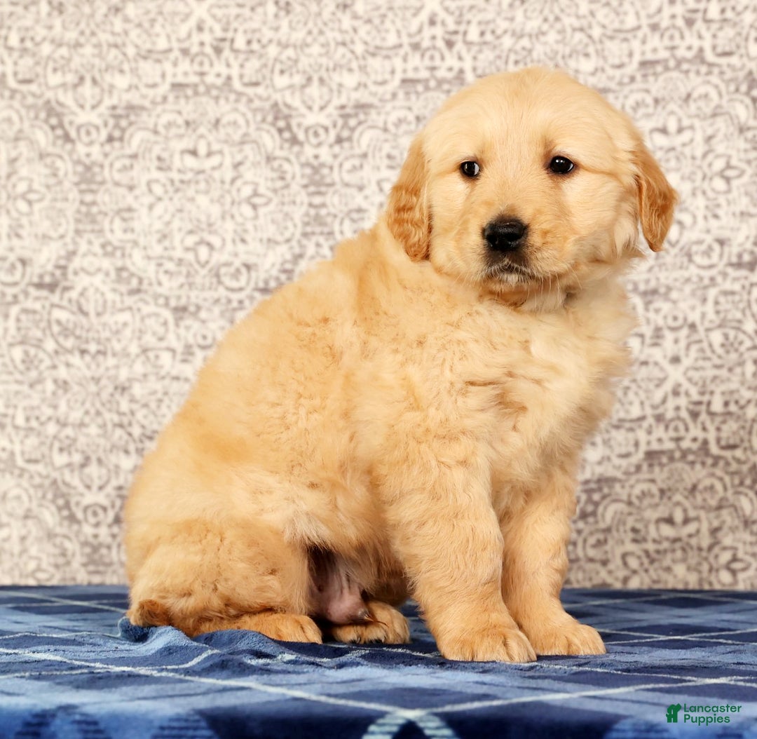 Golden Retriever dogs for sale: Banjo - Ad 2