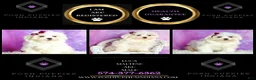 Maltese dogs for sale: Luca AKC - Ad 3