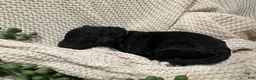Goldendoodle dogs for sale: Onyx 🧡 - Ad 7