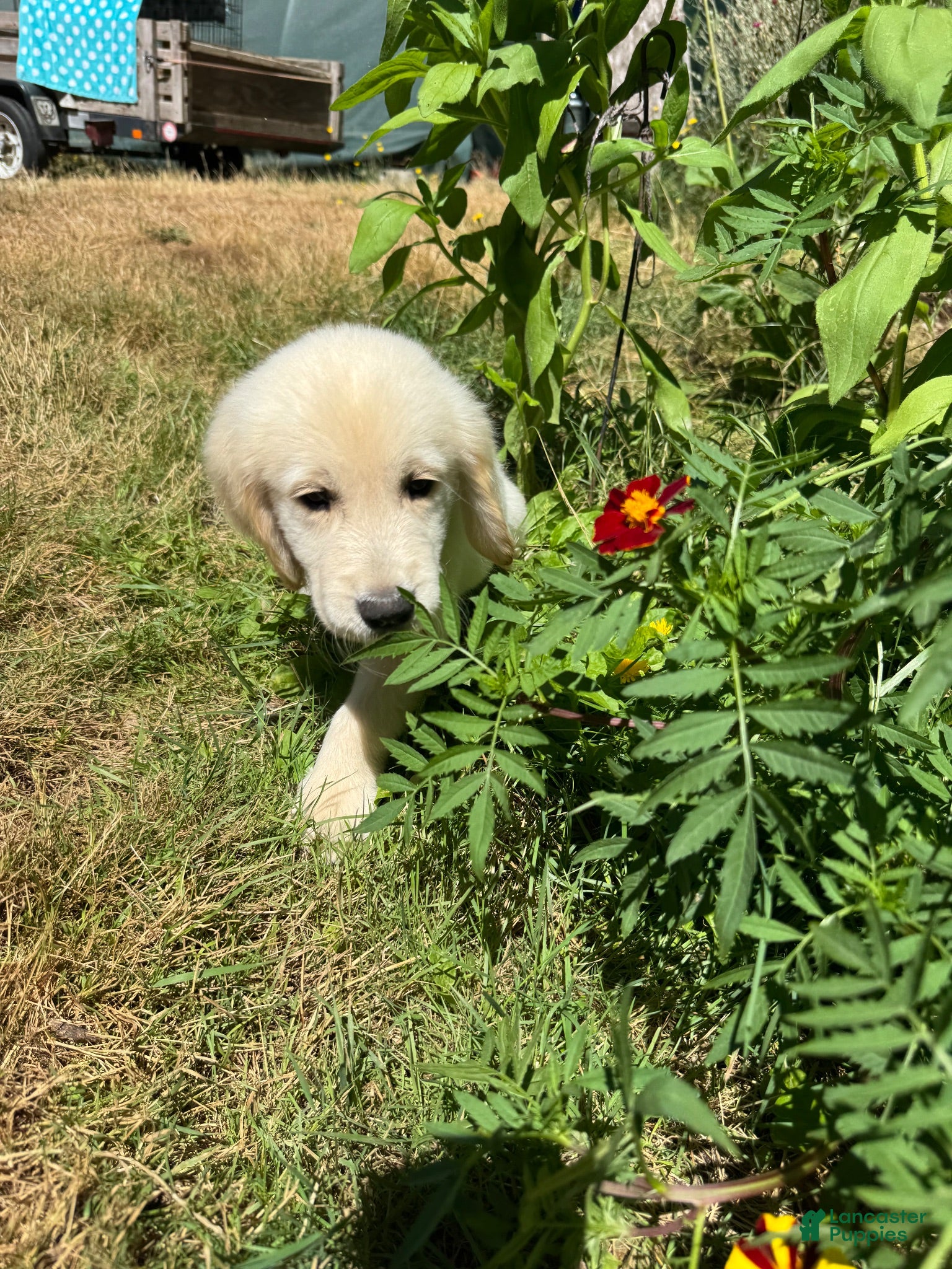 Golden Retriever dogs Golden Retriever 4 - Ad 1