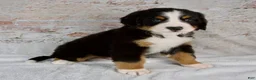 Bernese Mountain Dog dogs for sale: Rocky - Ad 2