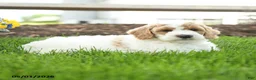 Goldendoodle dogs for sale: Tommy - Ad 3