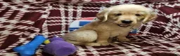 Golden Retriever dogs for sale: Betsy Blue (F) - Ad 2
