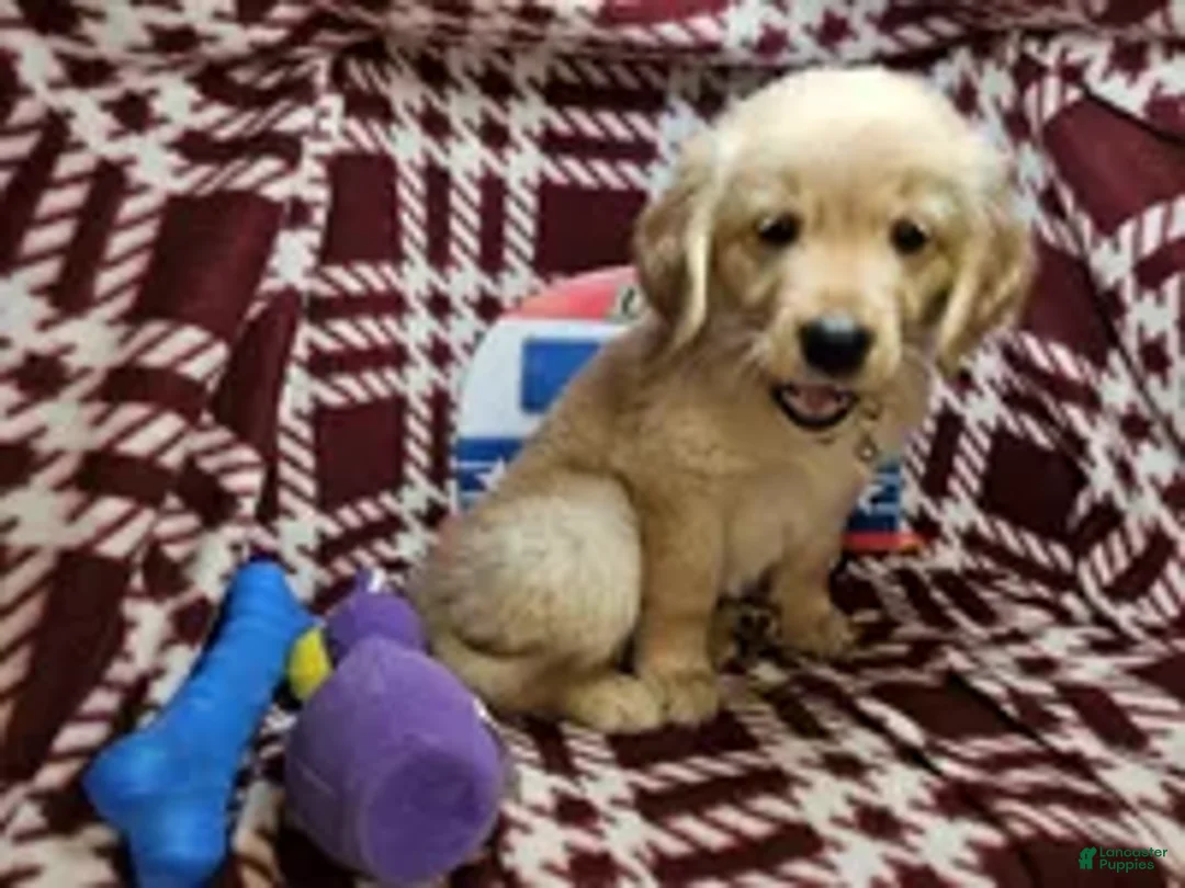 Golden Retriever dogs for sale: Betsy Blue (F) - Ad 2