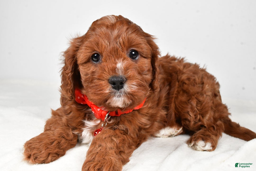 Cavapoo dogs for sale: Jack - Ad 2