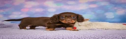 Miniature Dachshund dogs for sale: AKC JOY - Ad 4