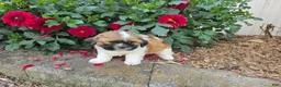 Shih Tzu dogs for sale: Andy - Ad 7