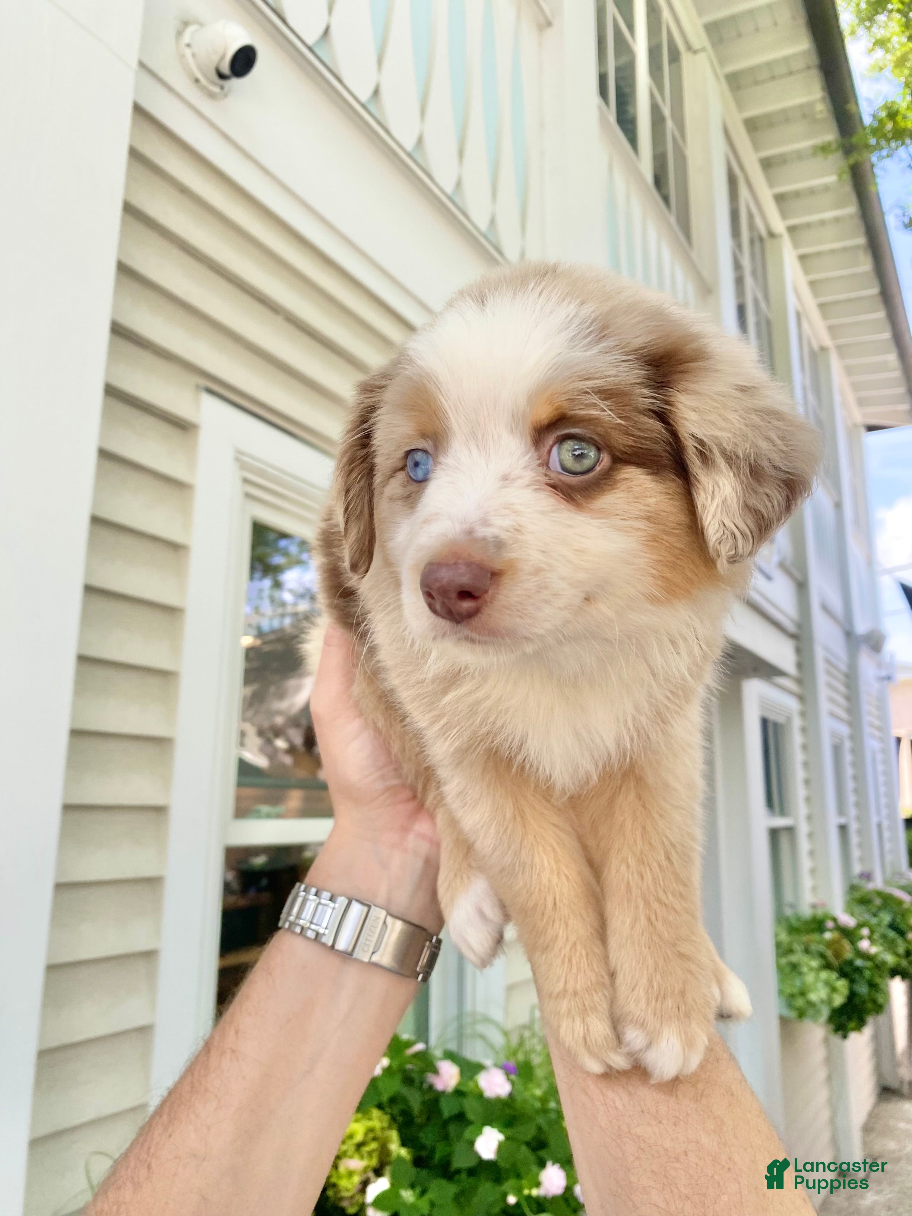 Australian Shepherd dogs Darlington - Ad 1