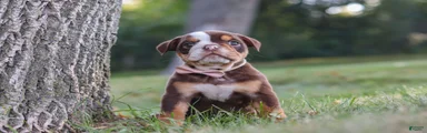 Rosie