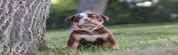 Beabull dogs for sale: Rosie - Ad 1