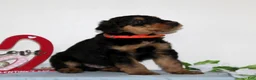 Airedale Terrier dogs for sale: Skippy  - Ad 3