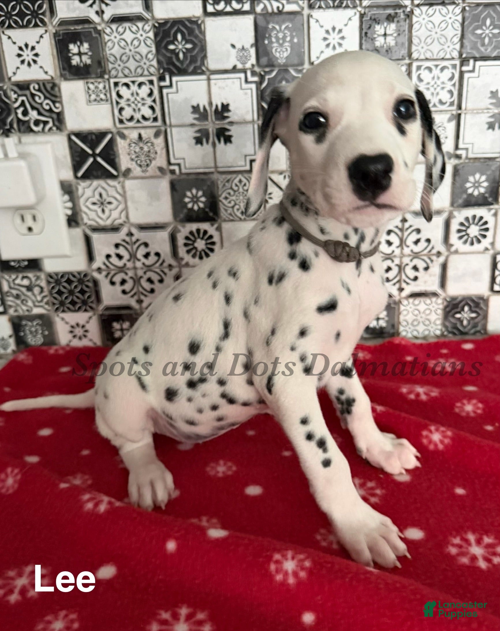 Dalmatian dogs Lee - Ad 1