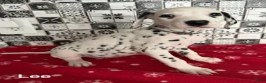 Lee