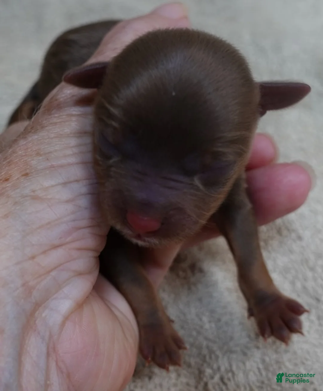 Yorkshire Terrier dogs for sale: Samson - Ad 2