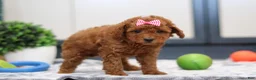 Miniature Poodle dogs for sale: Nala - Ad 5