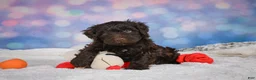 Mini Goldendoodle dogs for sale: Jake - Ad 9